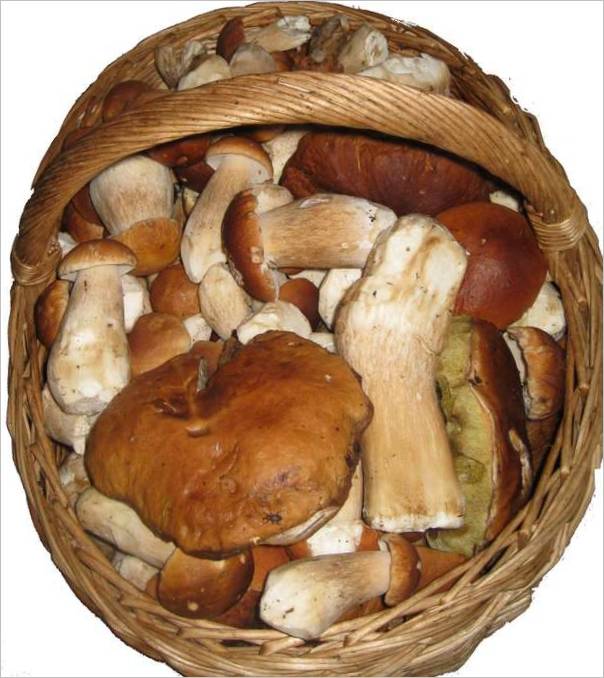 vrganje još uvijek u košarici